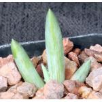 Aloe longistyla 2-inch pots