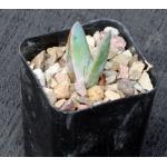 Aloe longistyla 2-inch pots
