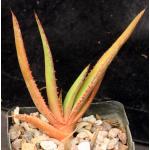 Aloe lutescens 4-inch pots