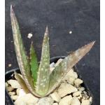 Aloe macleayi 2-inch pots