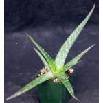 Aloe macleayi 4-inch pots