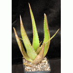 Aloe macleayi 5-inch pots
