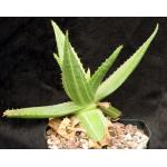 Aloe maculata (variegated) one-gallon pots