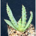 Aloe marlothii 3-inch pots
