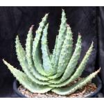 Aloe marlothii 3-gallon pots