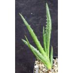 Aloe mawii 2-inch pots