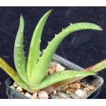 Aloe mawii 3-inch pots