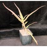 Aloe mawii one-gallon pots