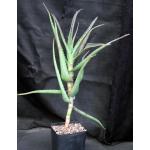 Aloe mawii one-gallon pots
