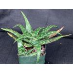 Aloe mcloughlinii (Blue Nile form) 4-inch pots