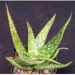 Aloe mcloughlinii (Blue Nile form) 4-inch pots