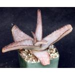 Aloe menyharthii 5-inch pots