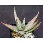 Aloe meyeri 4-inch pots