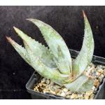 Aloe meyeri 4-inch pots