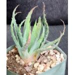 Aloe microstigma x humilis 5-inch pots