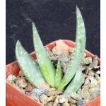 Aloe microstigma 3-inch pots