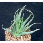 Aloe microstigma x humilis 5-inch pots