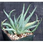 Aloe microstigma x humilis 5-inch pots
