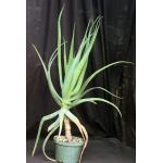 Aloe munchii 2-gallon pots
