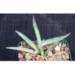 Aloe molederana 4-inch pots
