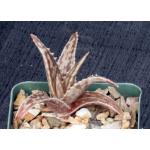 Aloe mossurilensis 4-inch pots