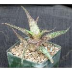 Aloe mossurilensis 5-inch pots