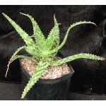 Aloe mossurilensis one-gallon pots