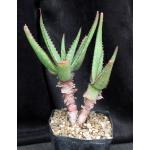Aloe mudenensis one-gallon pots