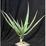 Aloe mzimbana 5-inch pots