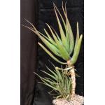 Aloe mzimbana 2-gallon pots