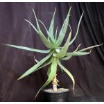 Aloe ngongensis (WY 1057) 3-gallon pots