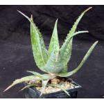 Aloe niensiensis 5-inch pots