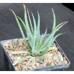 Aloe parvula hybrid 5-inch pots