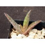 Aloe pearsonii (yellow flower) 2-inch pots