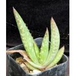 Aloe pearsonii (pink flower) 3-inch pots
