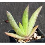 Aloe pearsonii (yellow flower) 2-inch pots