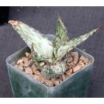 Aloe peckii 4-inch pots