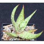 Aloe peckii 5-inch pots