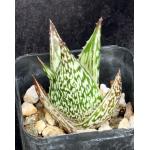 Aloe peckii 2-inch pots