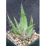 Aloe peckii 5-inch pots