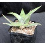 Aloe peckii 5-inch pots