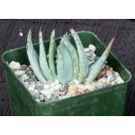 Aloe peglerae 4-inch pots