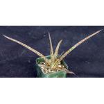 Aloe perrieri 2-inch pots