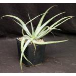 Aloe pictifolia one-gallon pots