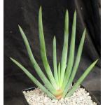 Aloe plicatilis one-gallon pots
