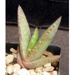 Aloe pearsonii (yellow flower) 2-inch pots