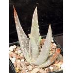 Aloe porphyrostachys 5-inch pots