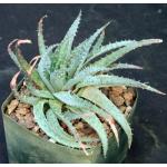 Aloe pratensis 5-inch pots