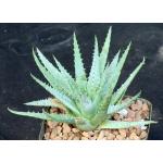 Aloe pratensis 5-inch pots