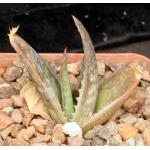 Aloe prinslooi 4-inch pots